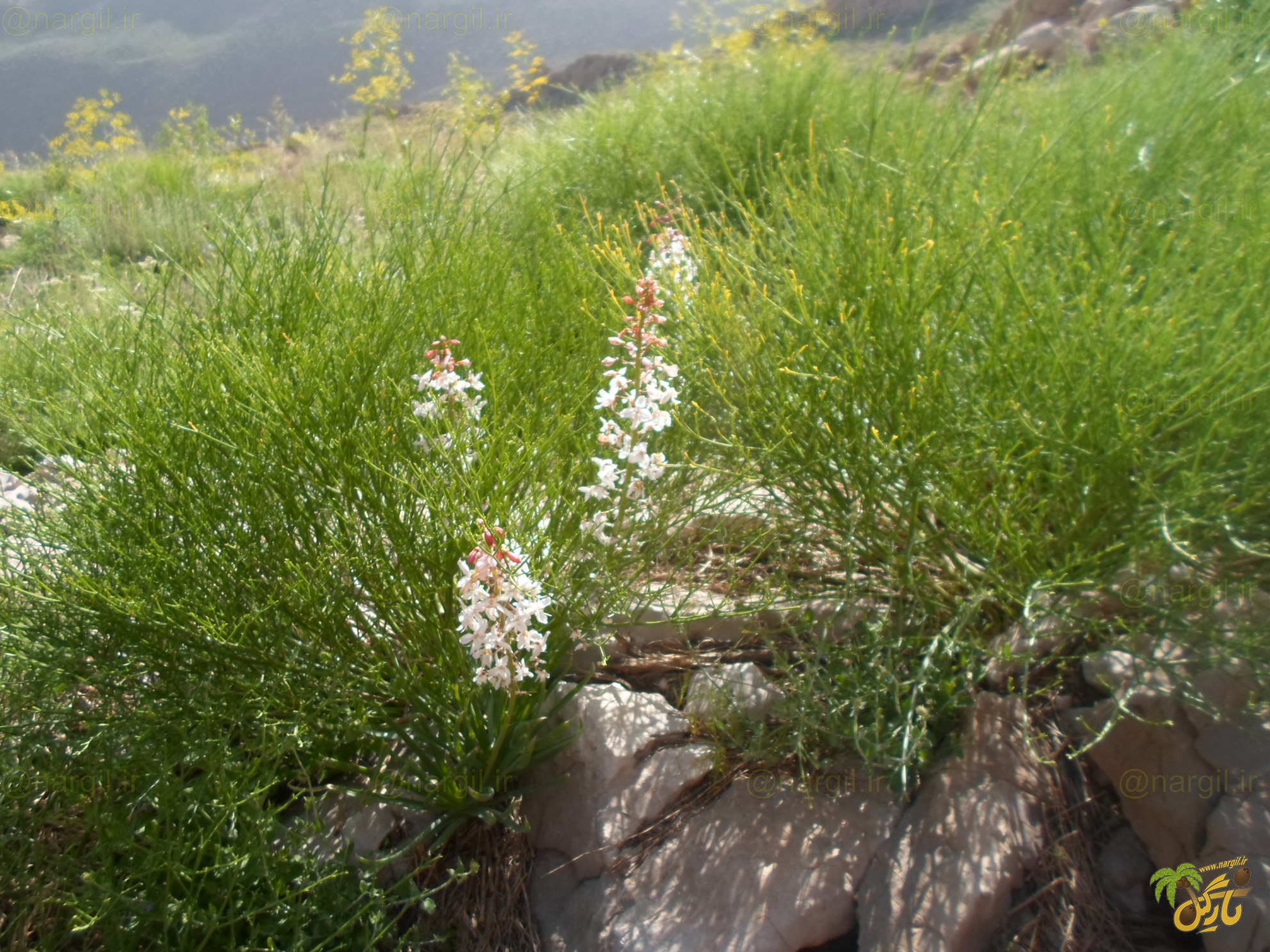 سریش ایرانی